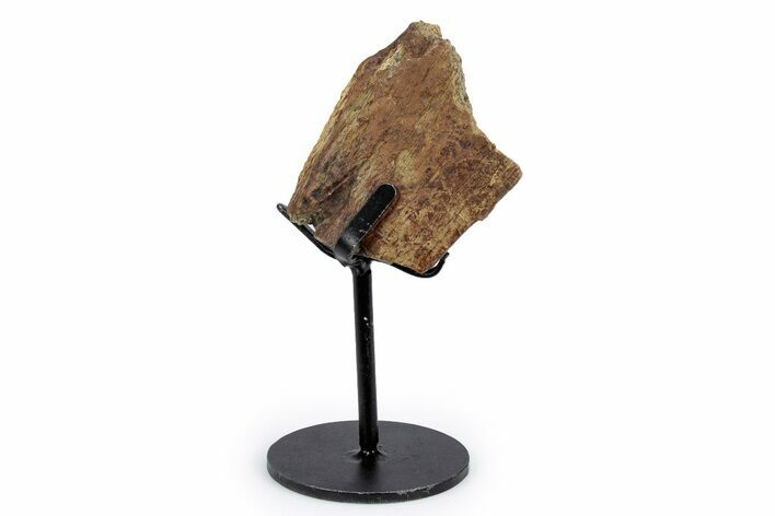 Fossil Triceratops Limb Section w/ Metal Stand - South Dakota #340026
